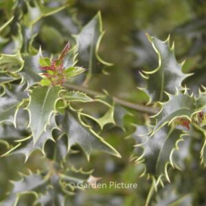 Ilex aquifolium 'Recurva'