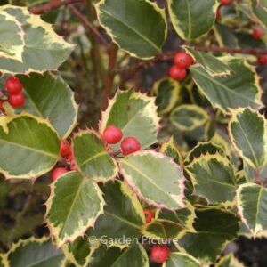 Ilex aquifolium 'Rubricaulis Aurea'