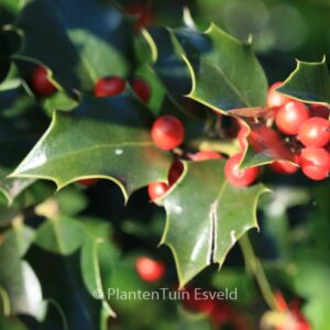 Ilex aquipernyi 'Brilliant'