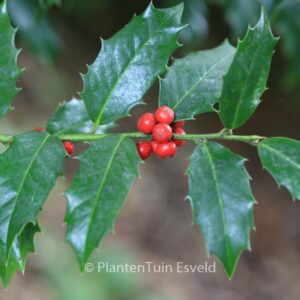 Ilex colchica