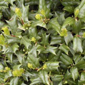 Ilex cornuta 'Hitchcock'