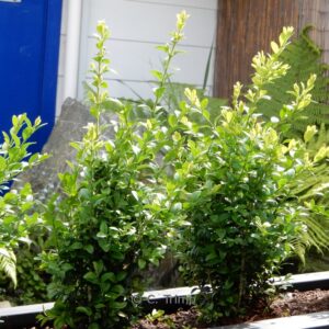 Ilex crenata 'Caroline Upright' (DARK STAR)