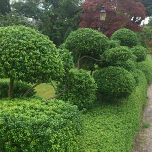 Ilex crenata 'Convexa'