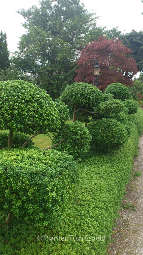 Ilex crenata 'Convexa'