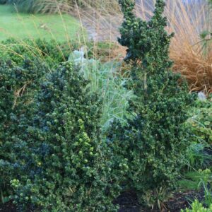 Ilex crenata 'Dwarf Pagoda'