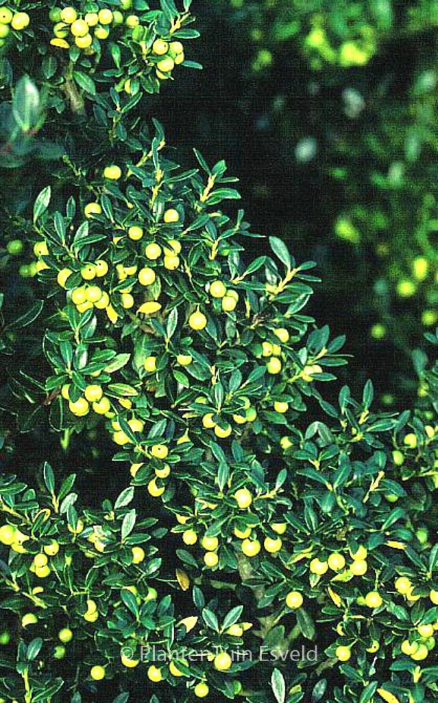 Ilex crenata 'Fructu Luteo'