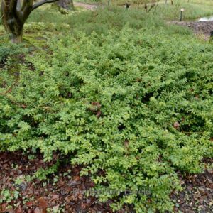Ilex crenata 'Golden Gem'