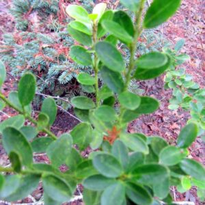 Ilex crenata 'Green Hedge'