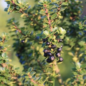 Ilex crenata 'Mariesii'