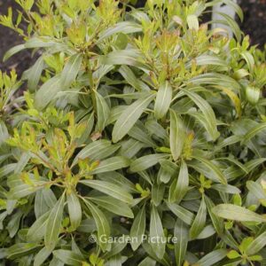 Ilex glabra 'Chamzin' (NORDIC)