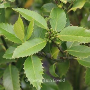 Ilex koehneana 'Chestnut Leaf'