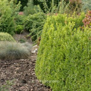 Ilex maximowicziana var. kanehirae