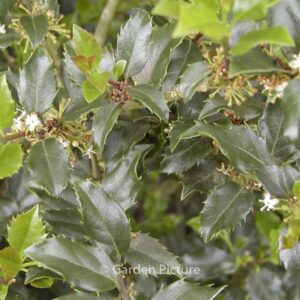 Ilex meserveae 'Blue Boy'