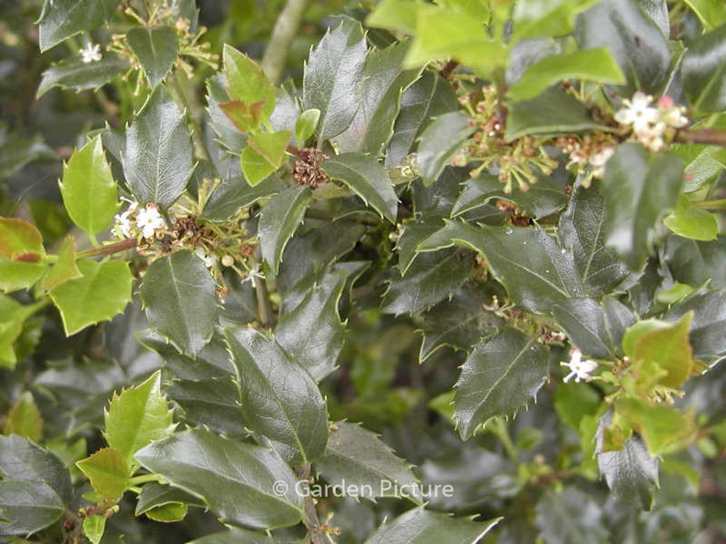 Ilex meserveae 'Blue Boy'