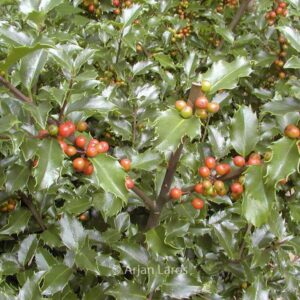 Ilex meserveae 'Blue Girl'