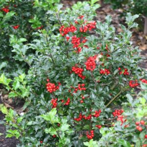 Ilex meserveae 'Blue Princess'