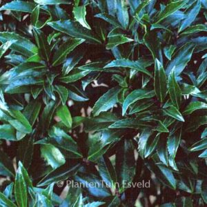 Ilex meserveae 'Little Stranger'