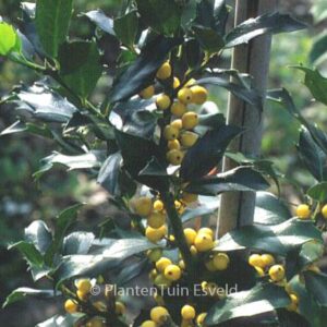 Ilex meserveae 'Mesgolg' (GOLDEN GIRL)