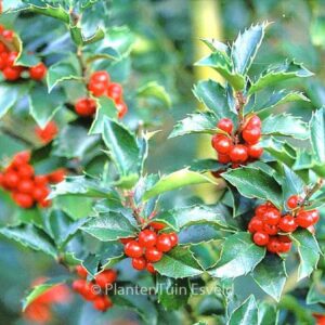Ilex meserveae 'Mesid' (BLUE MAID)