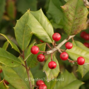 Ilex opaca 'Trisco'