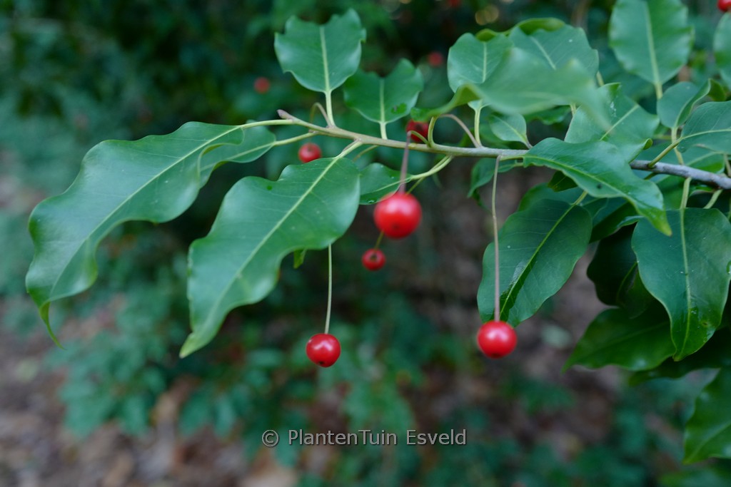 Ilex pedunculosa 'Ellen'