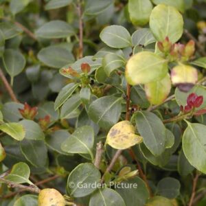 Ilex yunnanensis var. gentilis