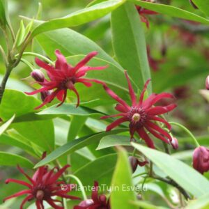 Illicium floridanum