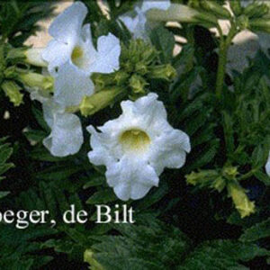 Incarvillea delavayi 'Snowtop'