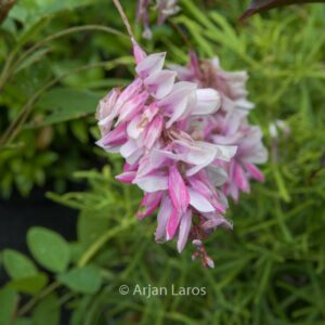 Indigofera decora