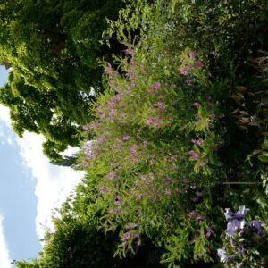 Indigofera heterantha