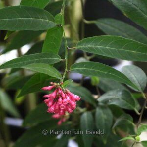 Indigofera howellii 'Reginald Cory'