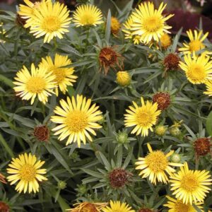 Inula ensifolia