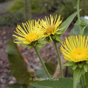 Inula helenium
