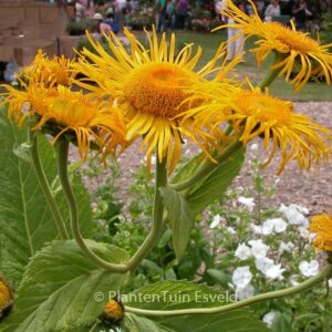 Inula orientalis