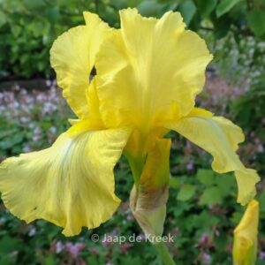 Iris germanica 'Harvest of Memories'