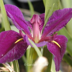 Iris louisiana 'Black Gamecock'
