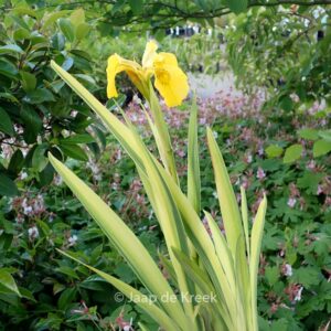 Iris pseudacorus 'Variegata'