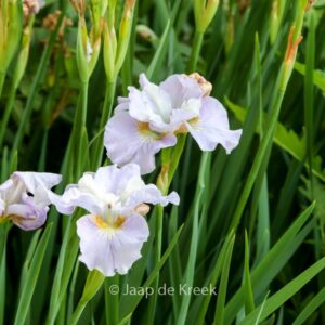 Iris sibirica 'Dawn Waltz'