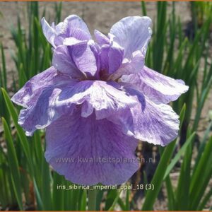 Iris sibirica 'Imperial Opal'