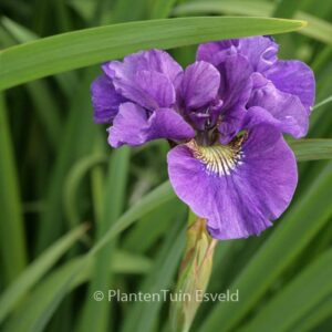 Iris sibirica 'Kaboom'