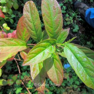 Itea virginica 'Saturnalia'