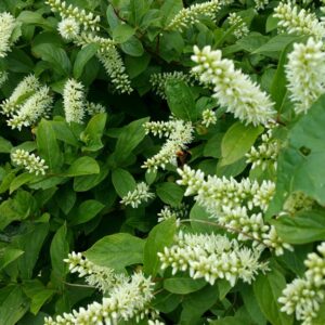 Itea virginica 'Sprich' (LITTLE HENRY)