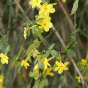 Jasminum nudiflorum