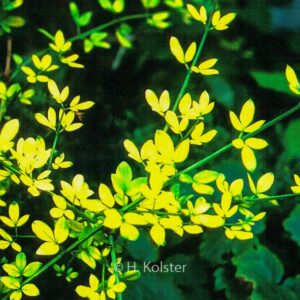 Jasminum nudiflorum 'Aureum'