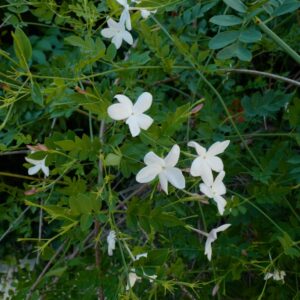 Jasminum officinale