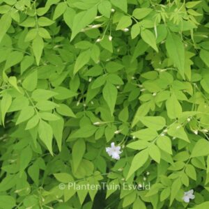 Jasminum officinale 'Fiona Sunrise'