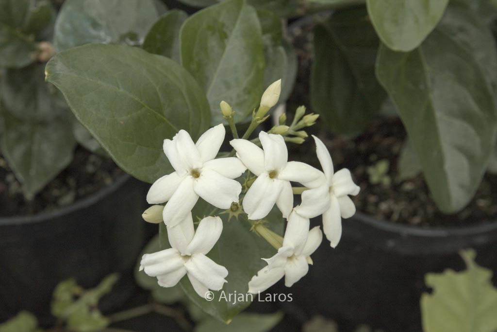 Jasminum sambac