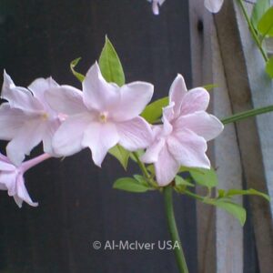 Jasminum stephanense