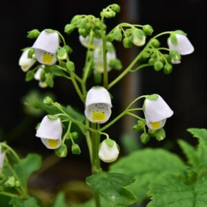 Jovellana punctata