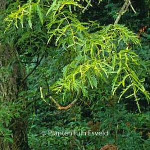 Juglans regia 'Laciniata'